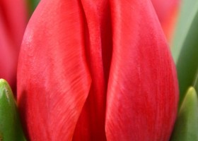 Tulipa Red Stone (3)